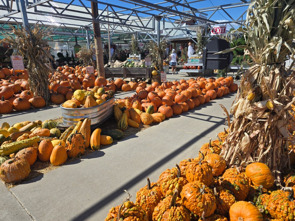 Pumpkins and gourds for sale at a garden center
