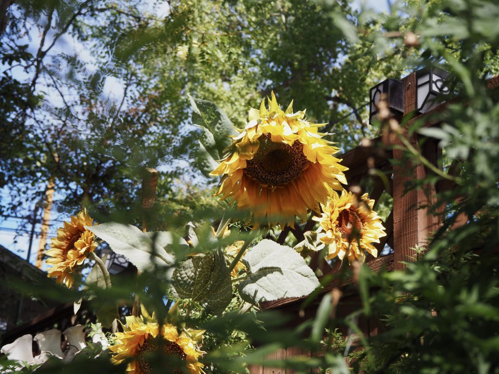 A blooming sunflower plant