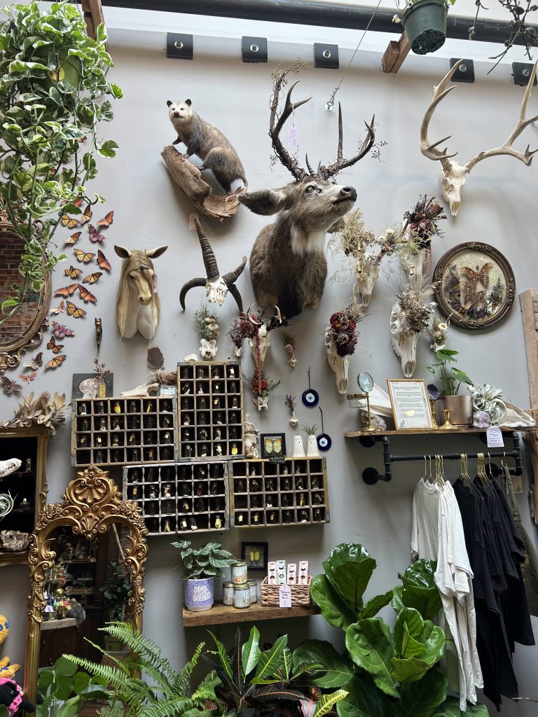 A shop with taxidermy