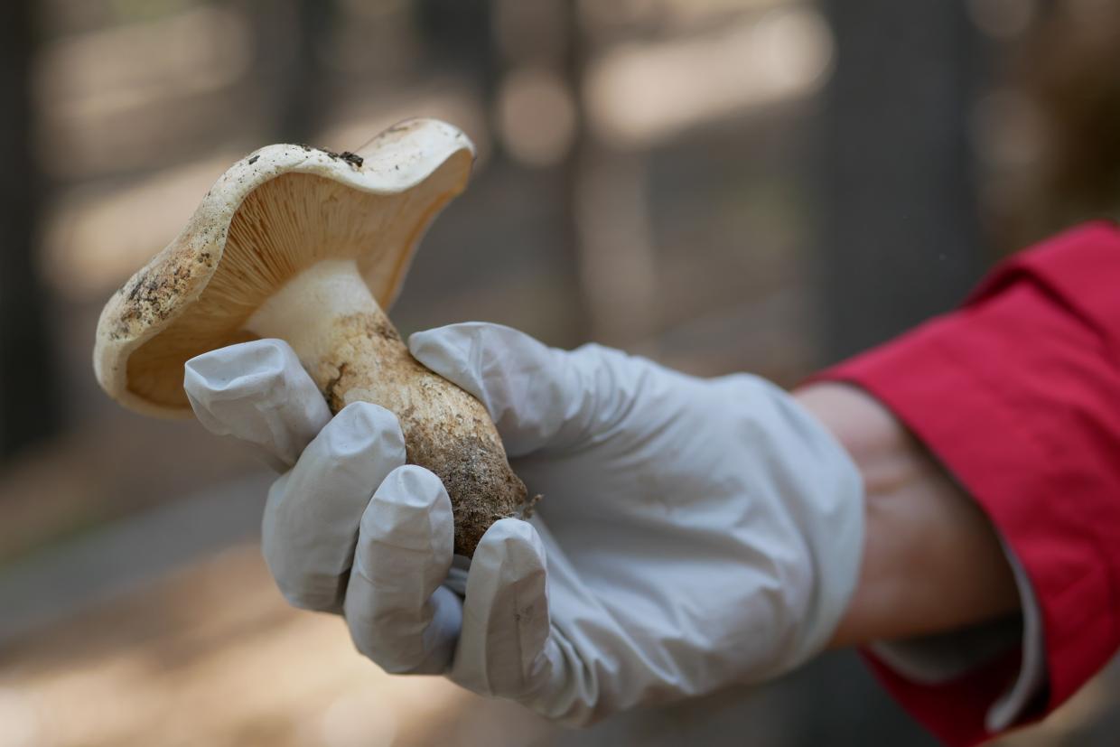 Matsutake