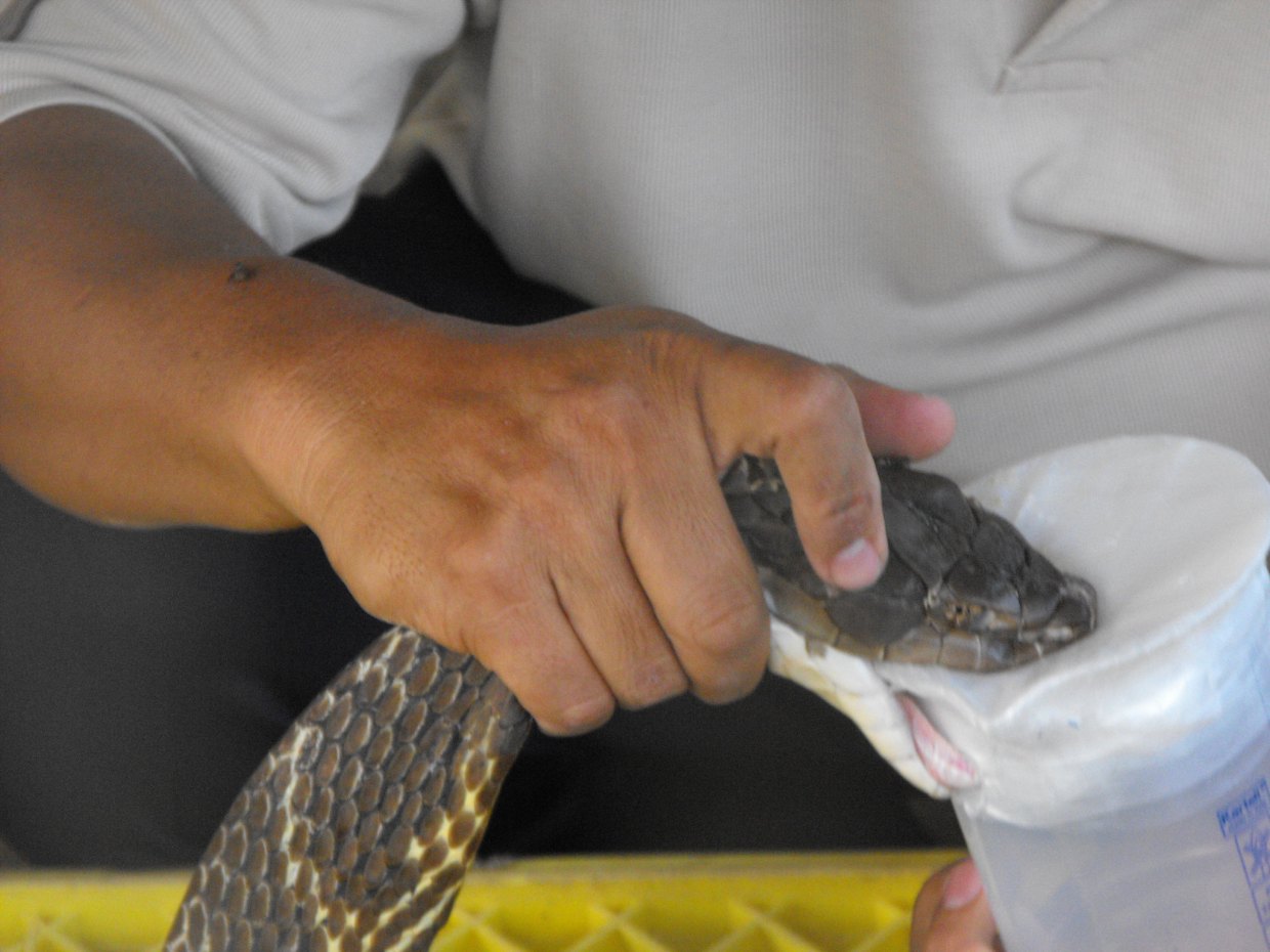 A king cobra being milked
