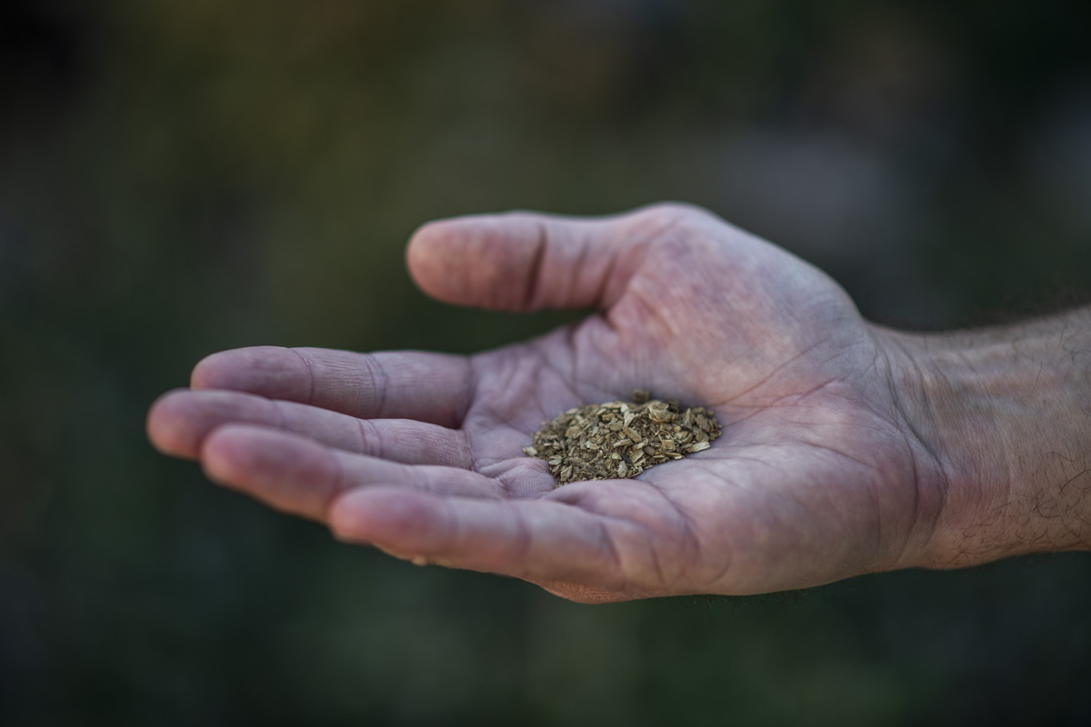 hand holding ibogaine