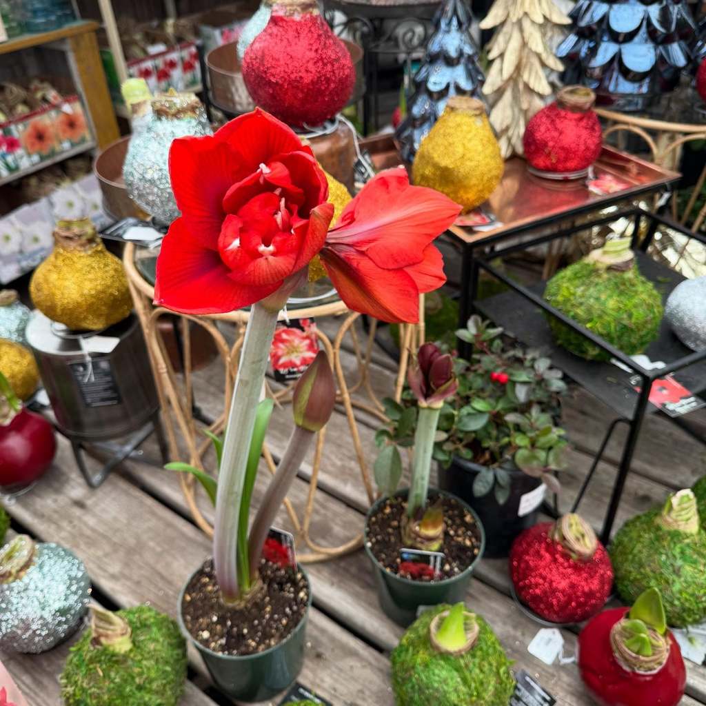 festive decor and a red flower