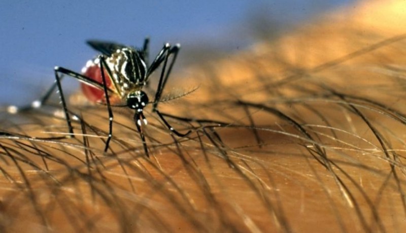 Aedes aegypti mosquito on a human's arm