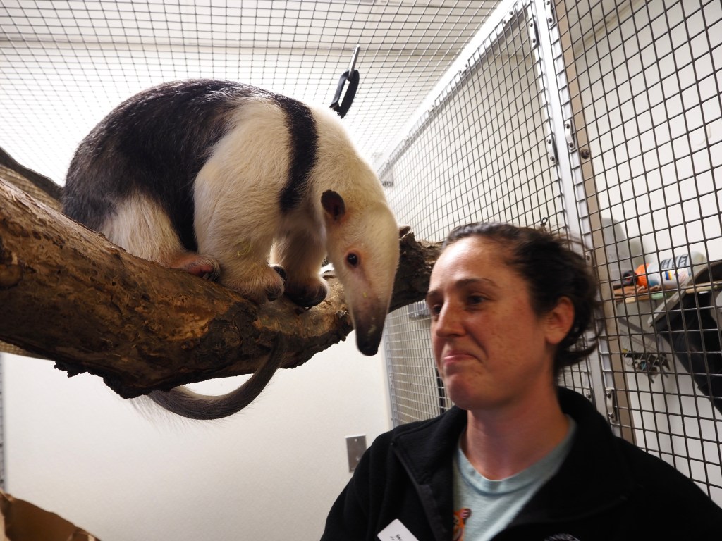A tamandua perches on a branch
