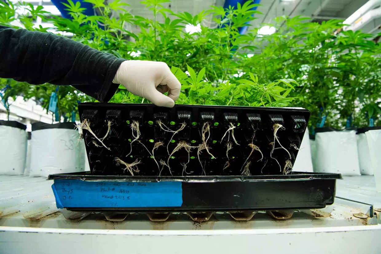 Marijuana grower places clones in vegetative room