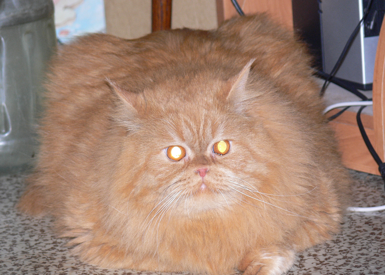 fat scary orange cat