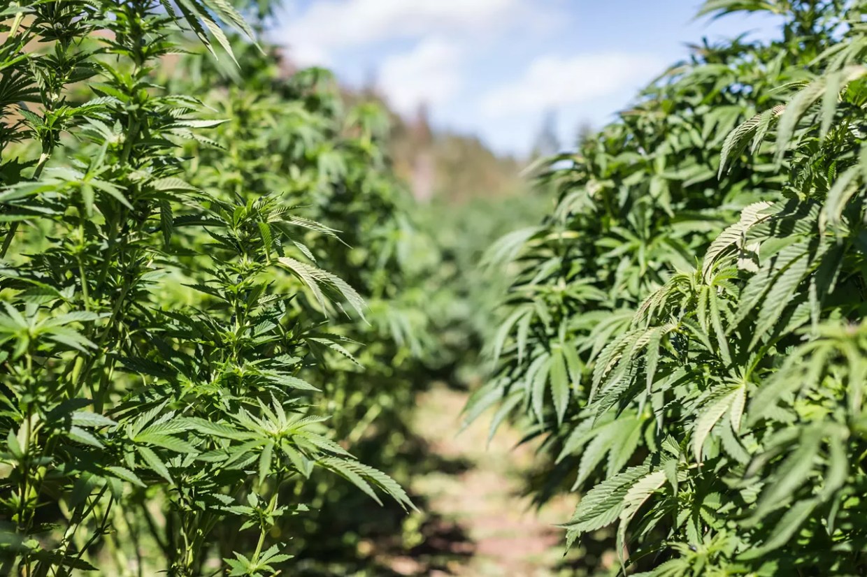 marijuana plants grow outdoors in Colorado