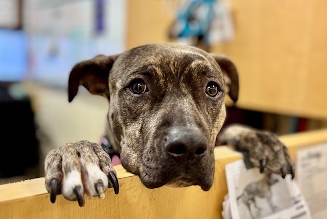Dodge, an adoptable dog, pictured inside the Denver Animal Shelter office, shared via Facebook in January 2025.