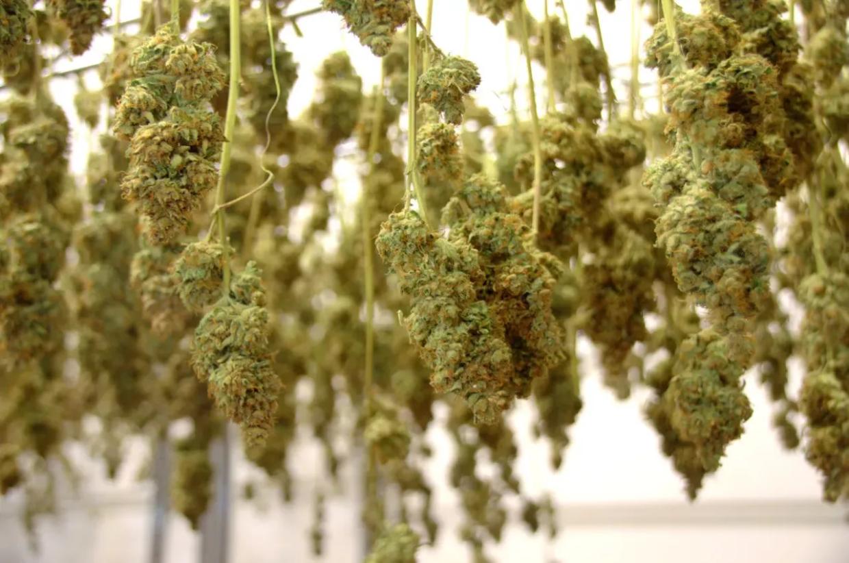 marijuana buds hang dry after harvest