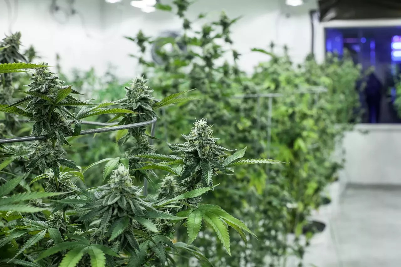 cannabis growing indoors