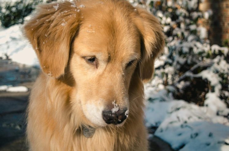 A golden retriever with snowflakes on its head.
