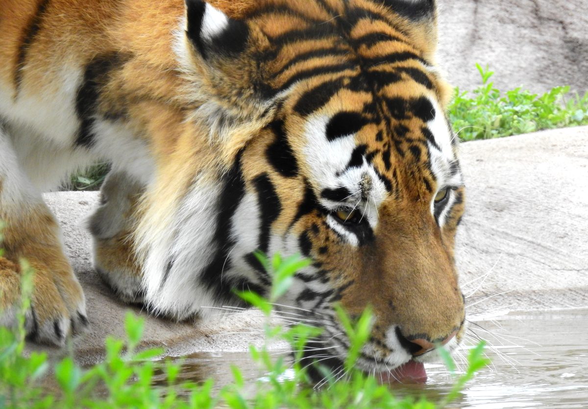 An Amur tiger at the Denver Zoo