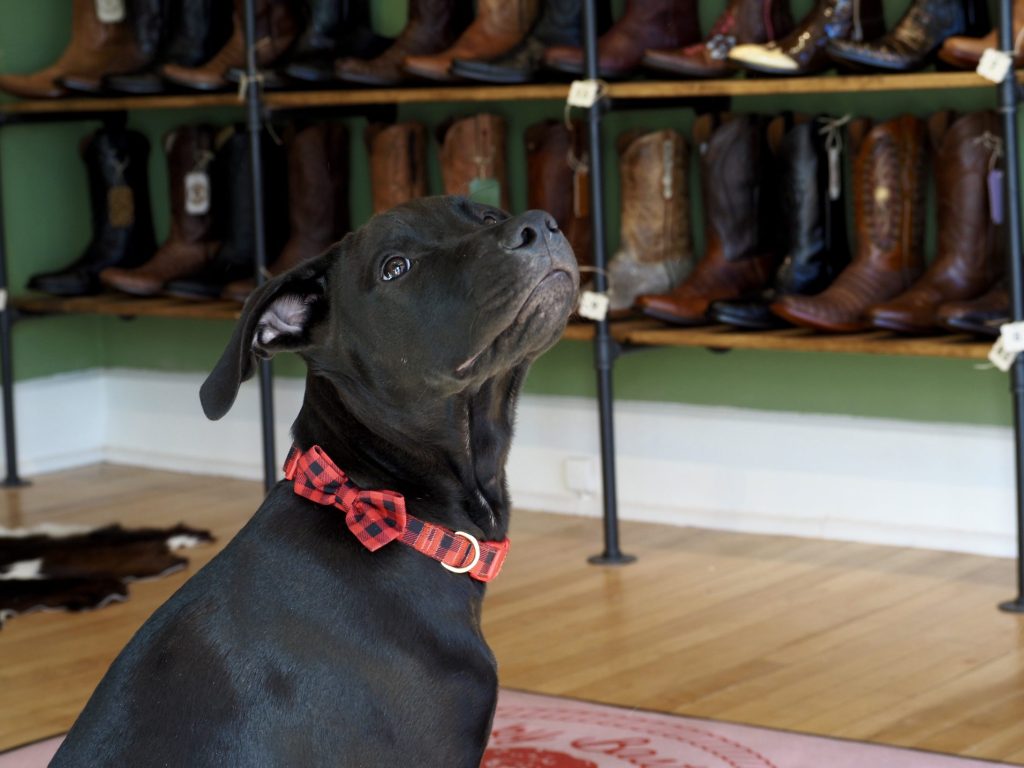 A black dog sits in front of shelves of cowboy boots