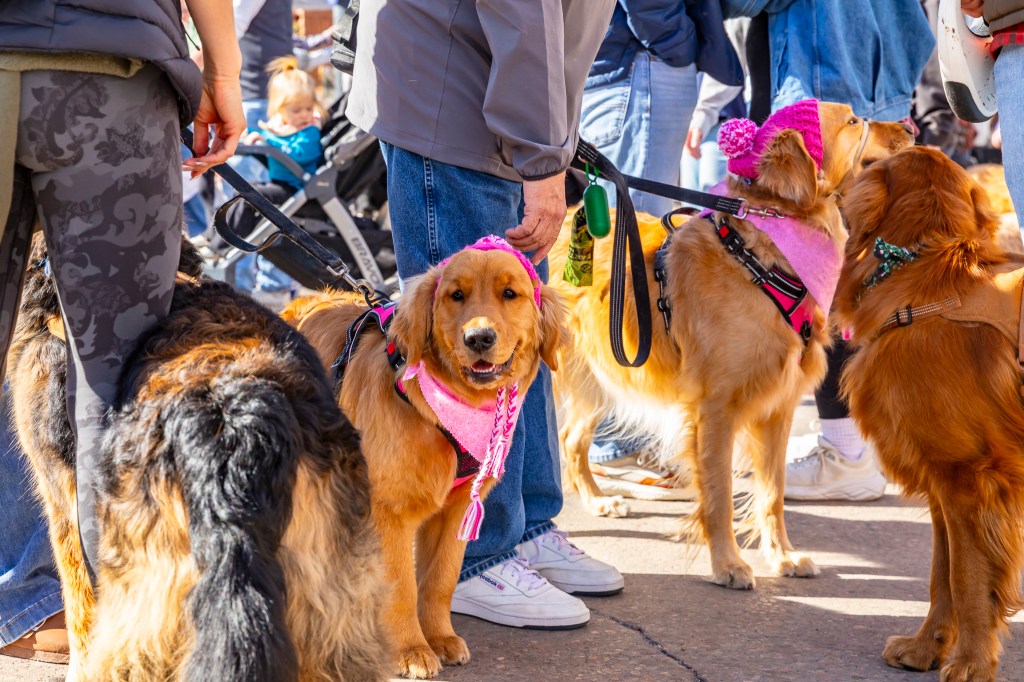 Dogs gather during the annual Golden's in Golden event.
