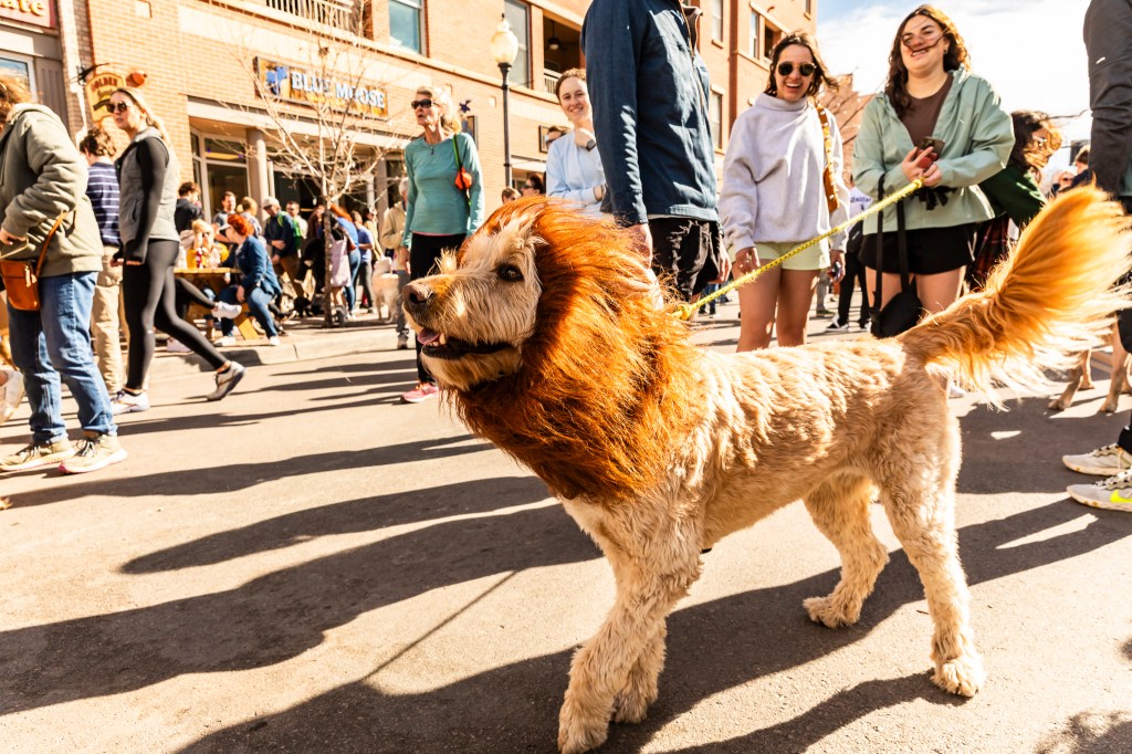 A photo of a dog dressed as a lion during the annual Golden's in Golden event.