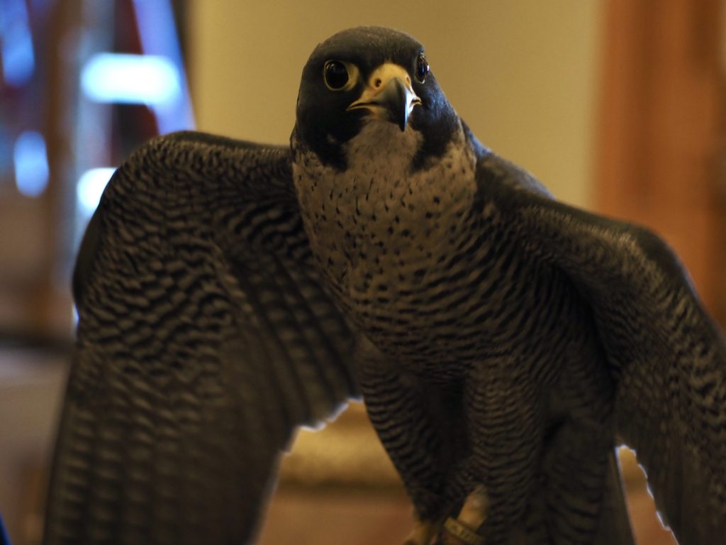 A falcon spreading its wings