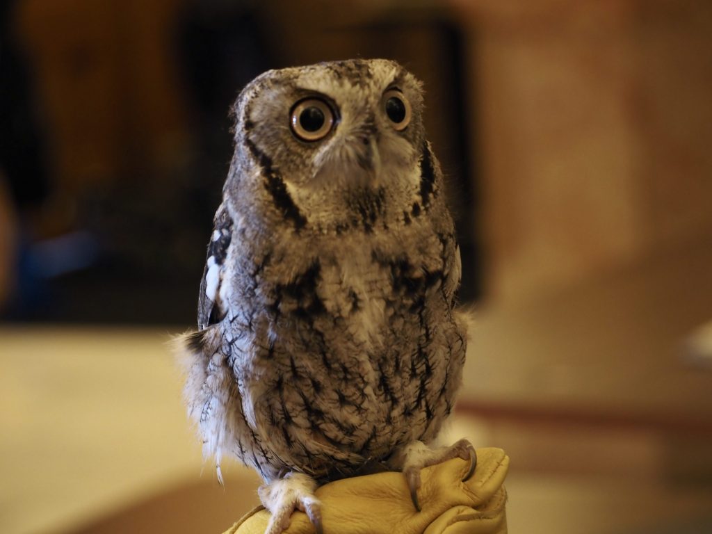 A screech owl