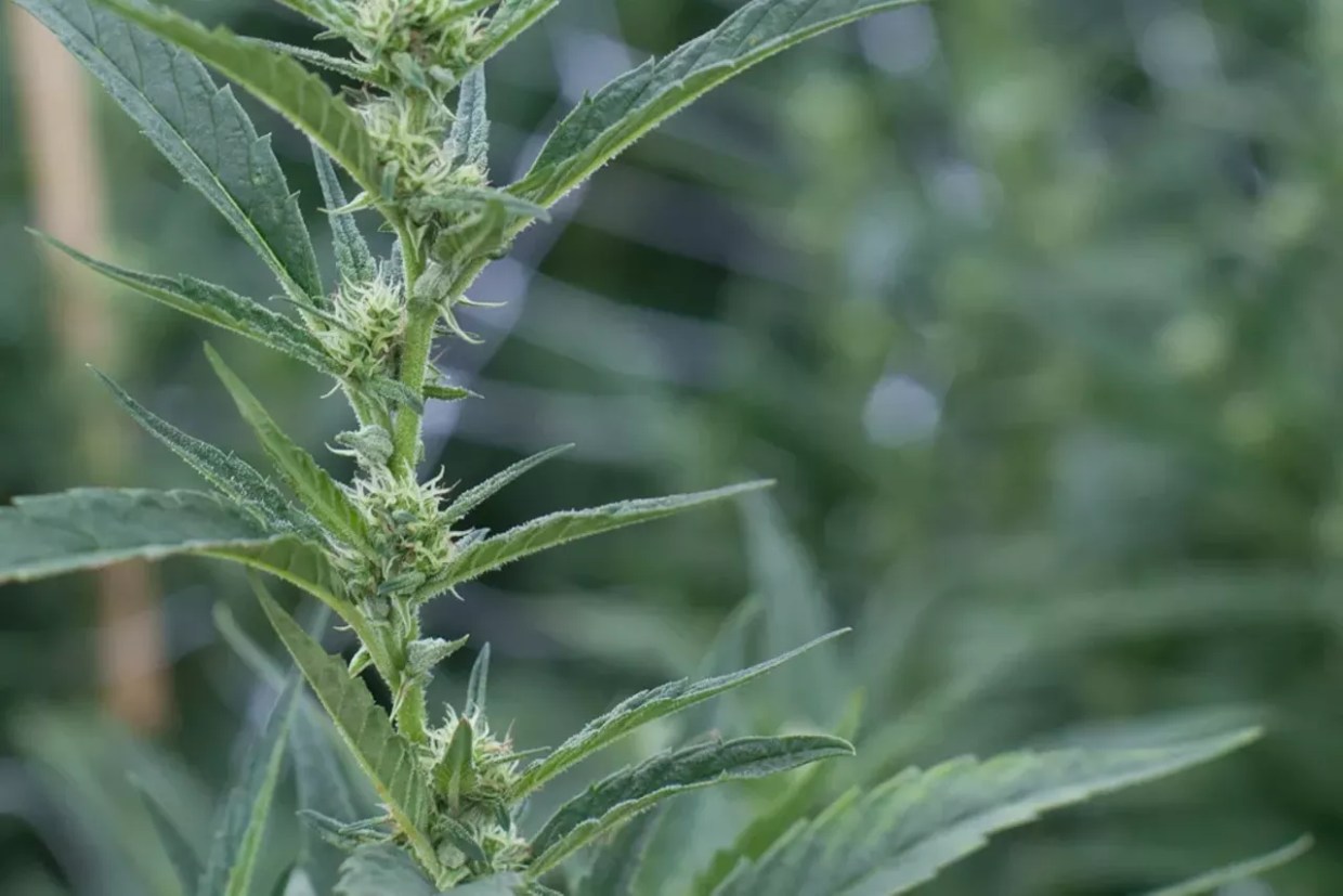 cannabis plants grows outdoors