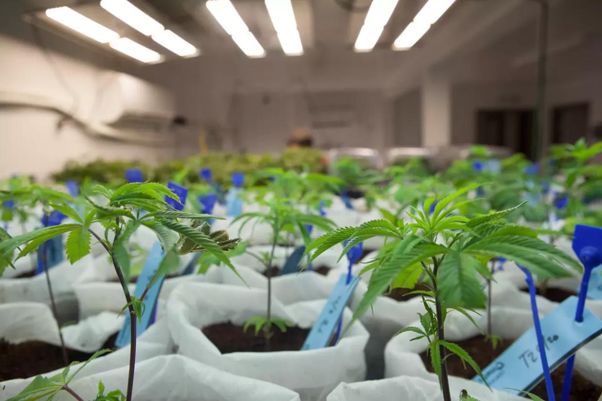 small marijuana plants growing inside