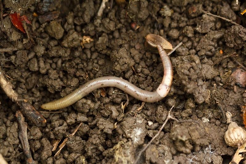 an asian jumping worm slithers through the top soil