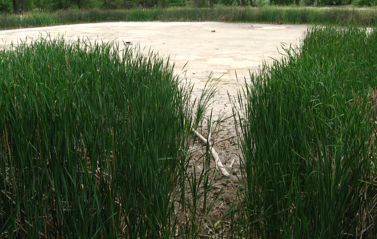 a dry pond in Colorado Springs during a drought