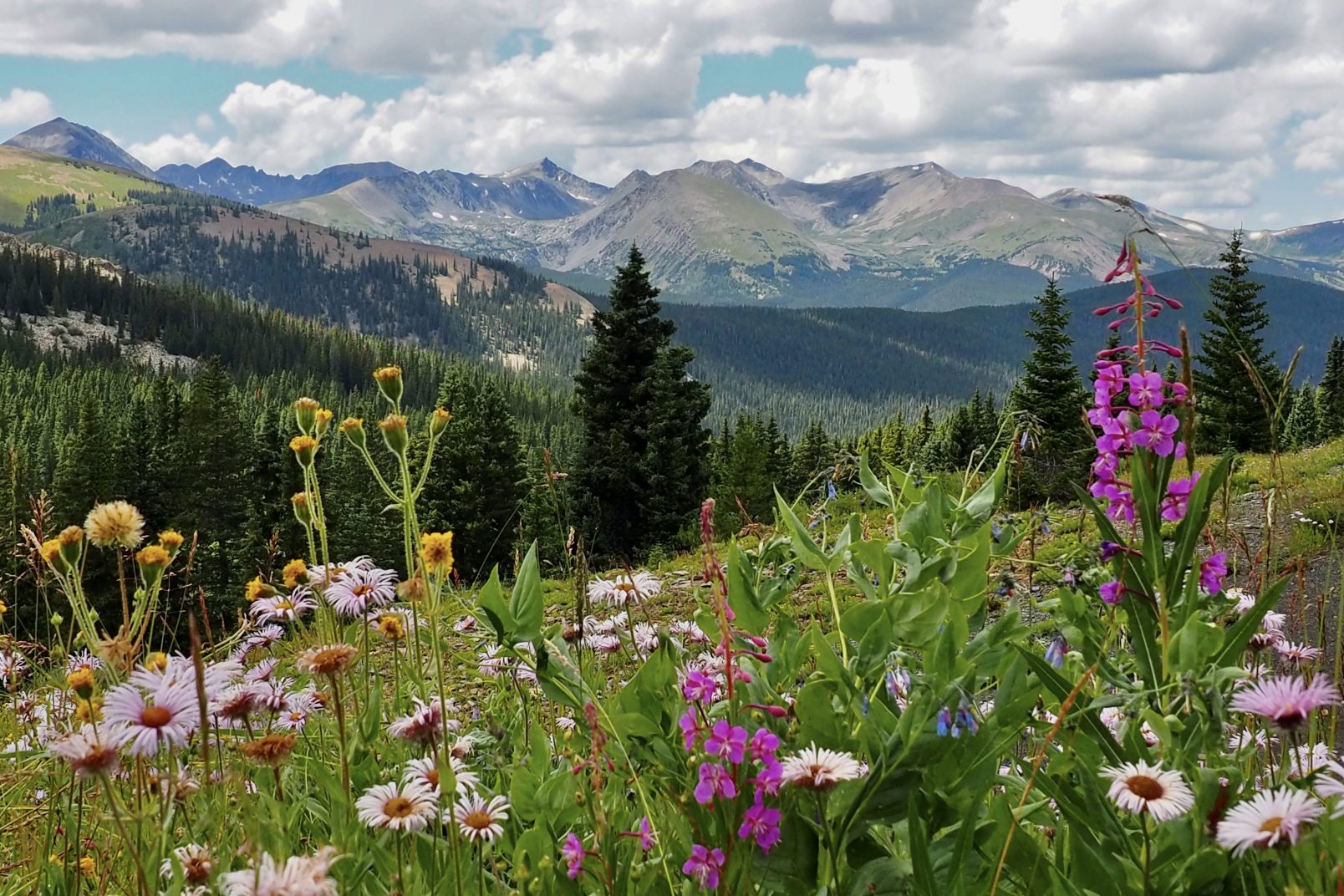 Wildflowers on Boreas Pass in Breckenridge