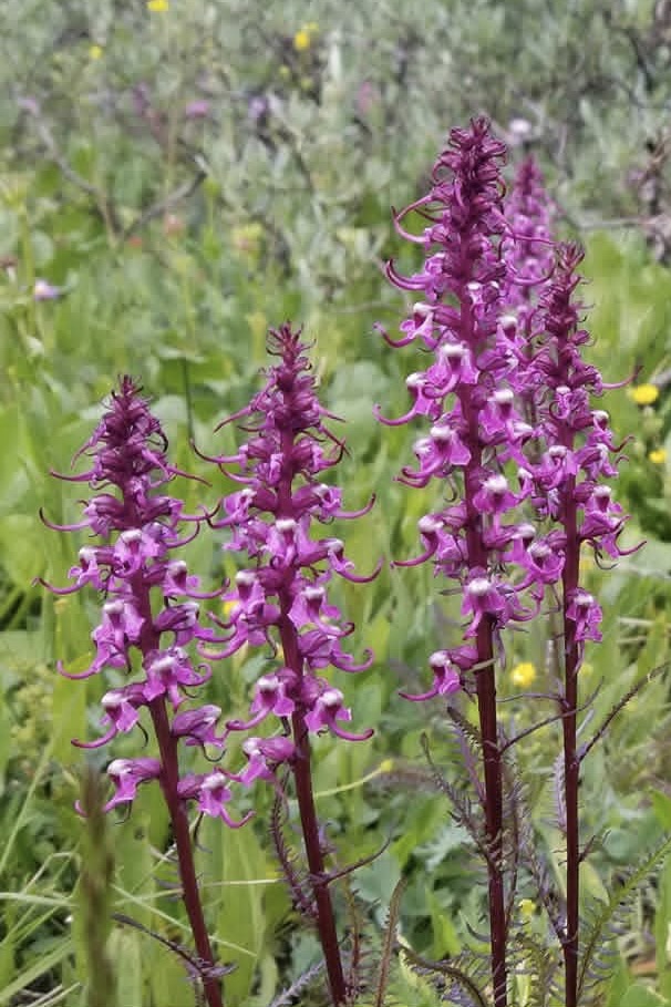 Multiple Elephant's Head stems, each with numerous pink flowers