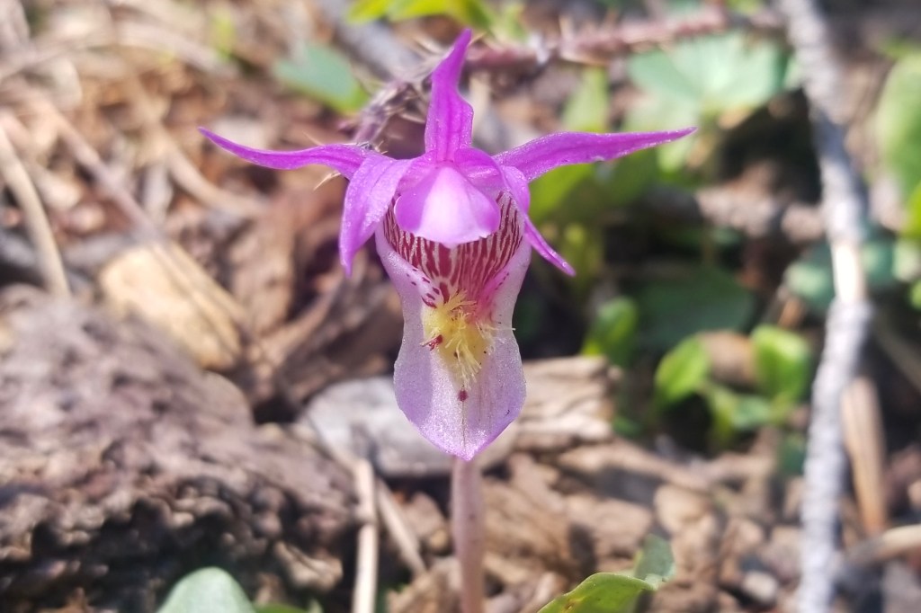 A magenta-hued Fairy Slipper Orchid featuring five pointed sepals