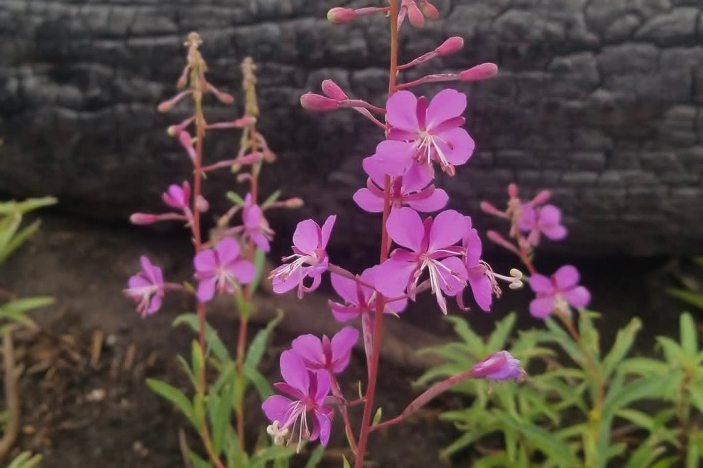 Numerous pink flowers and buds growing from Fireweed stems; a burned log is in the background