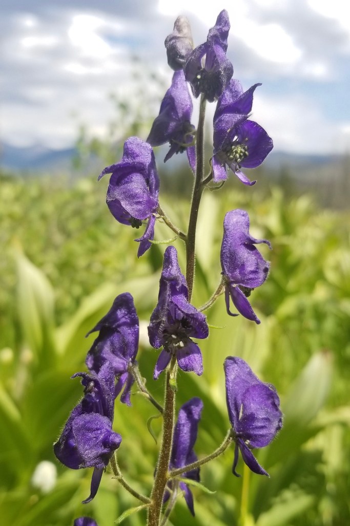 A Monks Hood stem featuring multiple dark purple flowers, each with a hood-shaped upper sepal