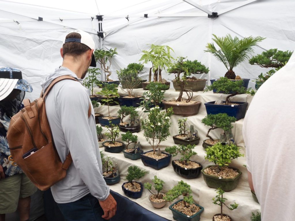 Bonsai trees
