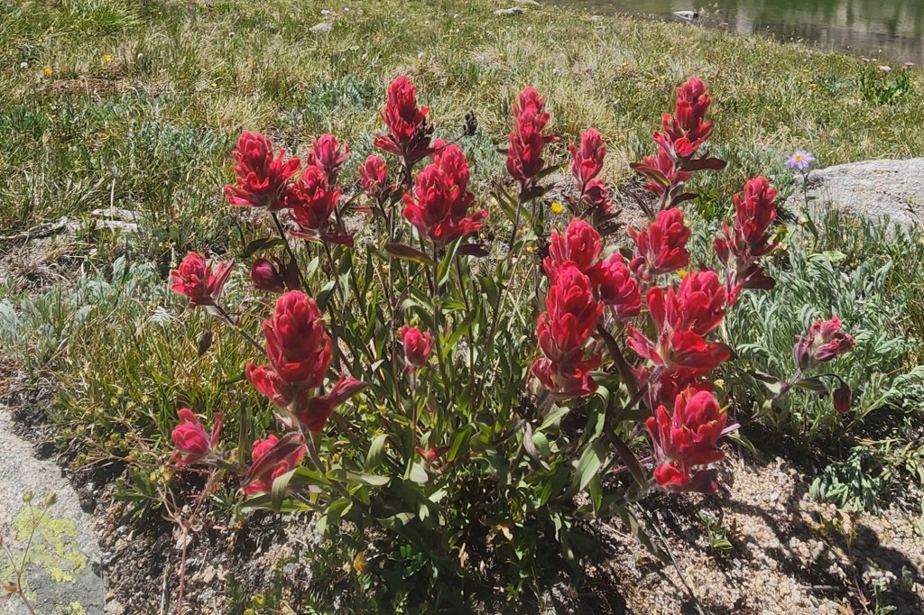 A patch of Rosy Paintbrush with pink-red bracts
