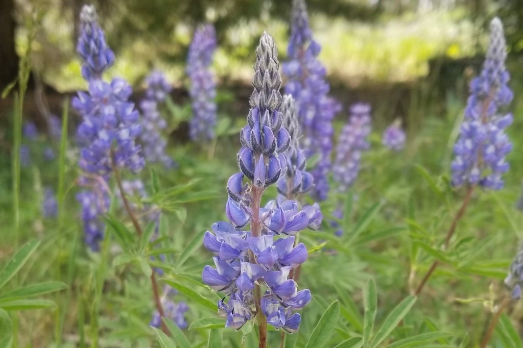 A patch of Silvery Lupine with conical blue-purple flowers