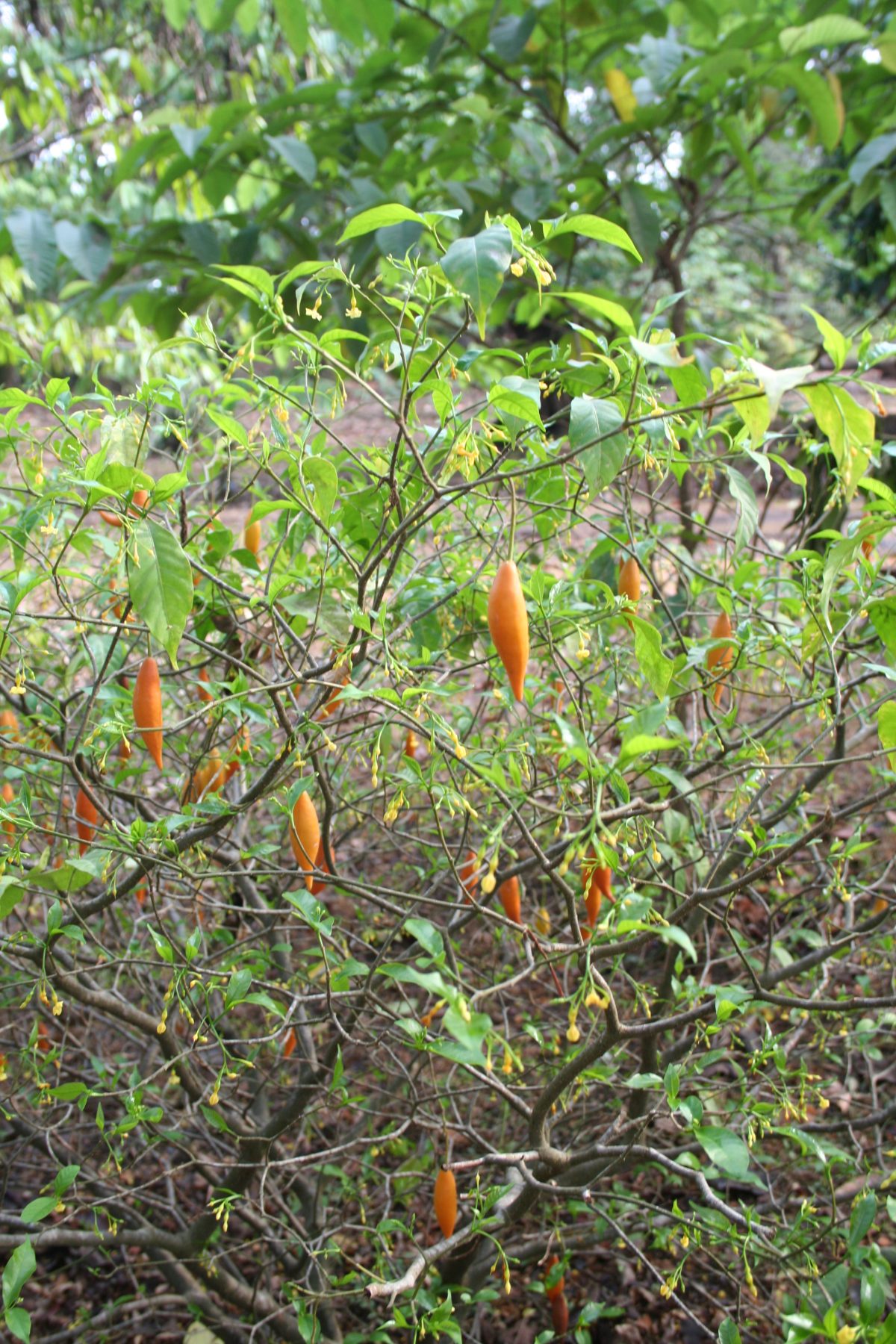 iboga shrub plant