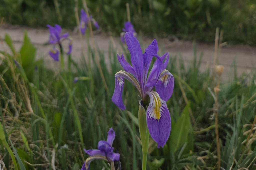Several Western Blue Flag Iris flowers with drooping indigo petals