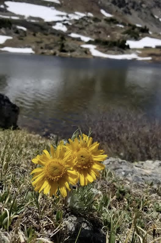 The giant yellow heads of two Alpine Sunflowers