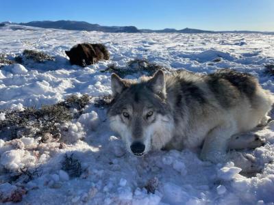 Why voting to reintroduce wolves in Colorado was a mistake