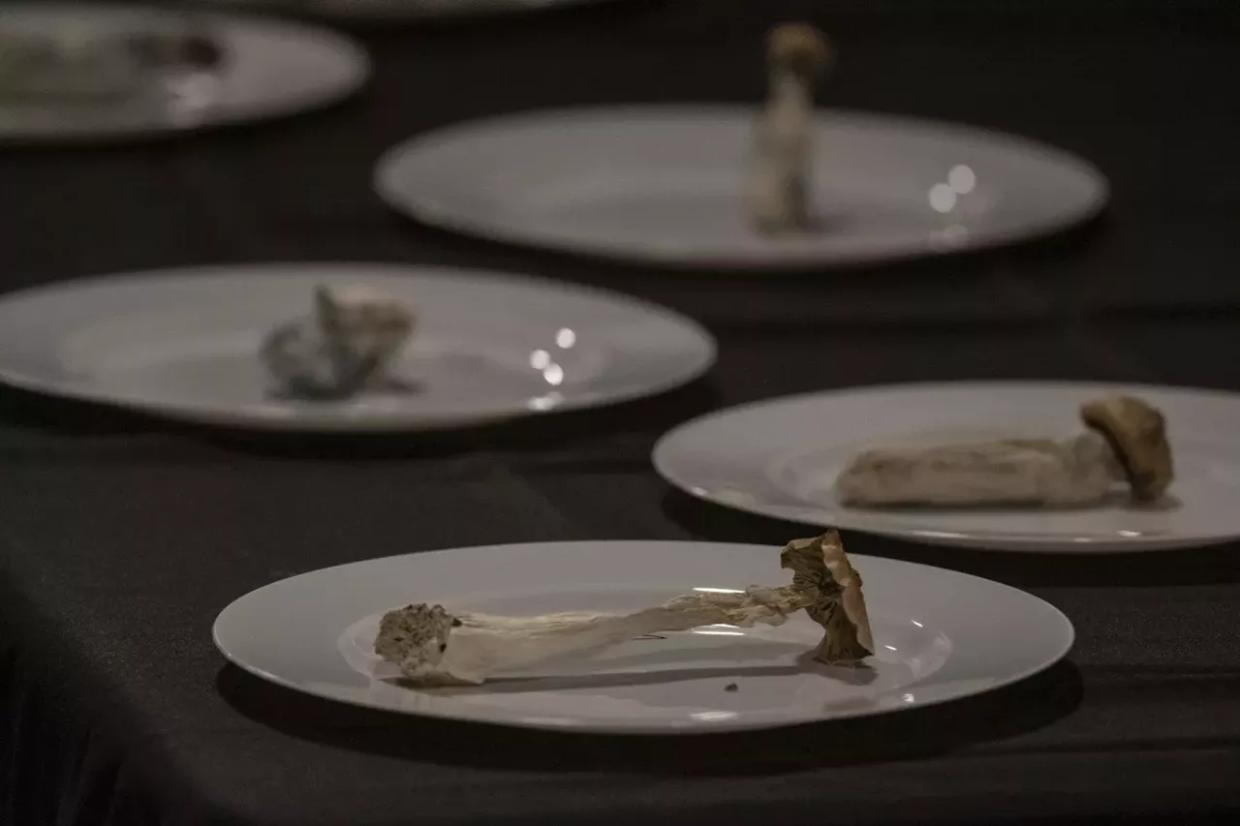 psilocybin mushrooms presented on plates.