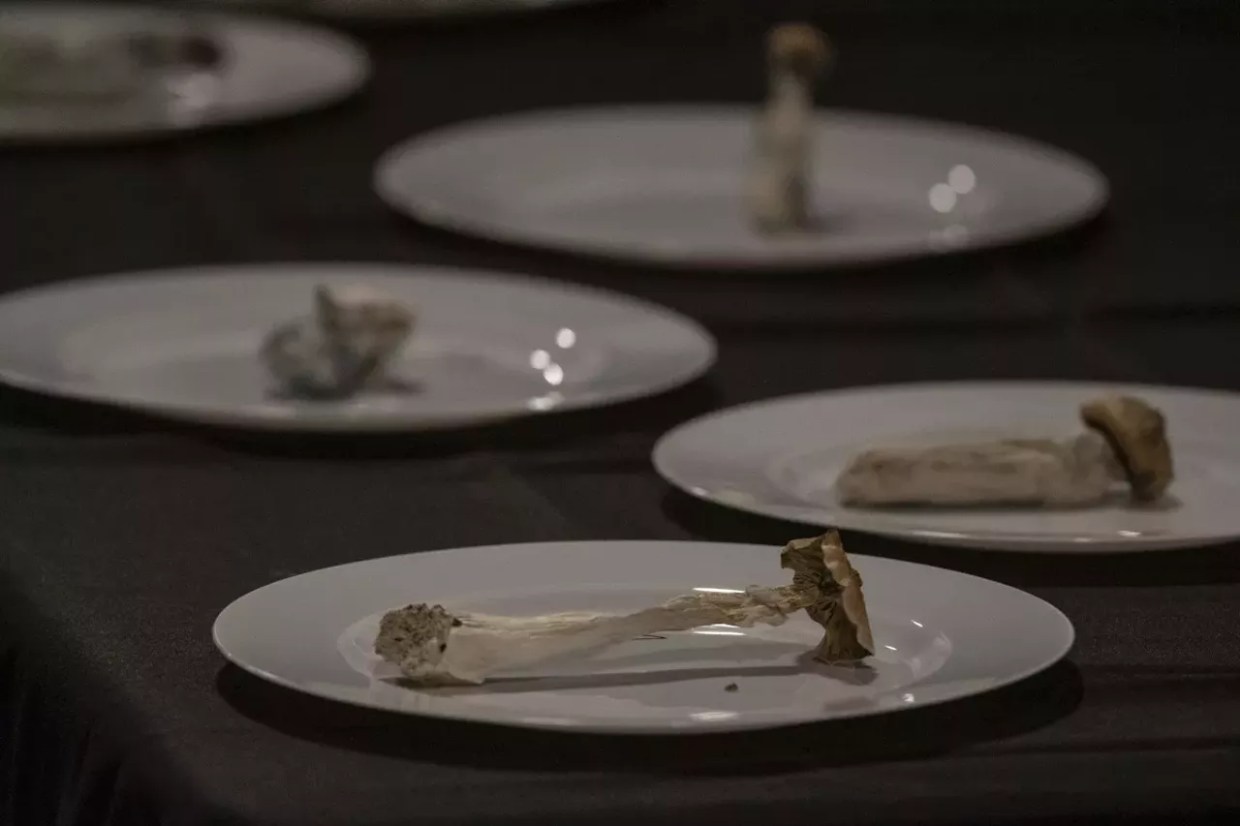 psilocybin mushrooms presented on plates.