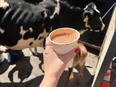 Cow tipping or drinking raw milk: Which is the bigger dare?