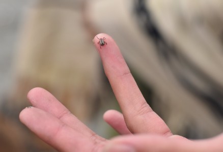 Warmer temps bring soaring tick populations. Here’s how to stay safe from Lyme disease.