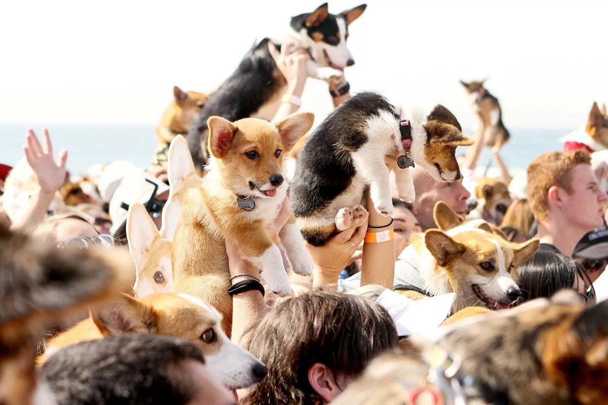 Head of the Pack: Denver Is the Emerging Dog-Friendly City of 2021