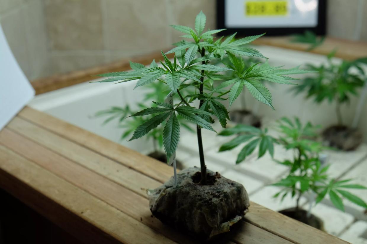 Denver Police: Growing Marijuana in Your Back Yard Still Illegal