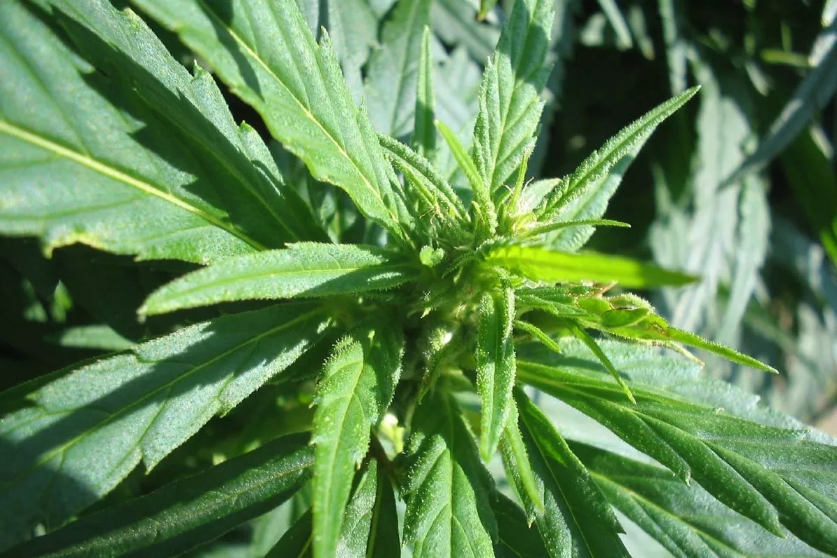 Where Will the CBD Industry Land After COVID-19?