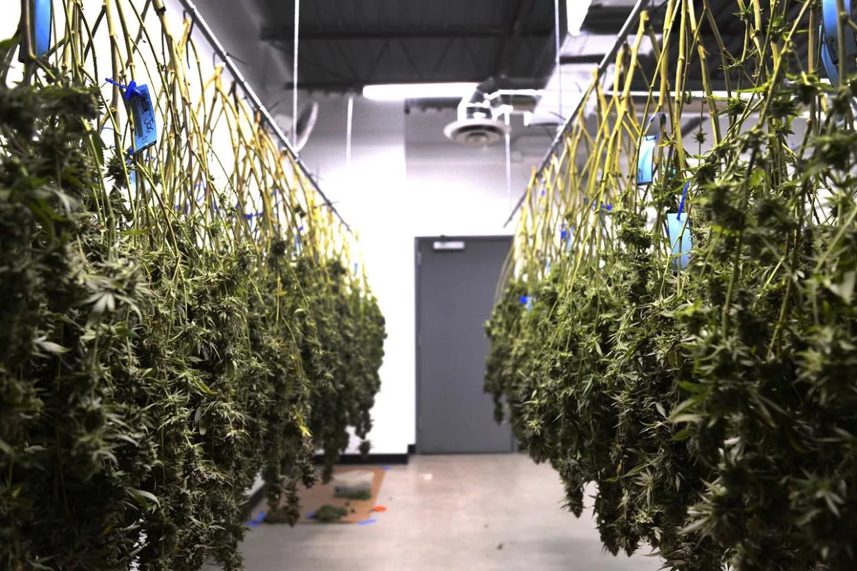 Three Marijuana Stories You May Have Missed in the Haze of 4/20