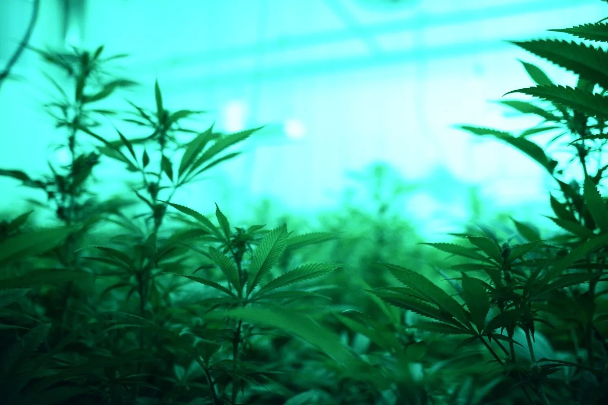 How the Right (or Wrong) Lights Affect Cannabis Growth