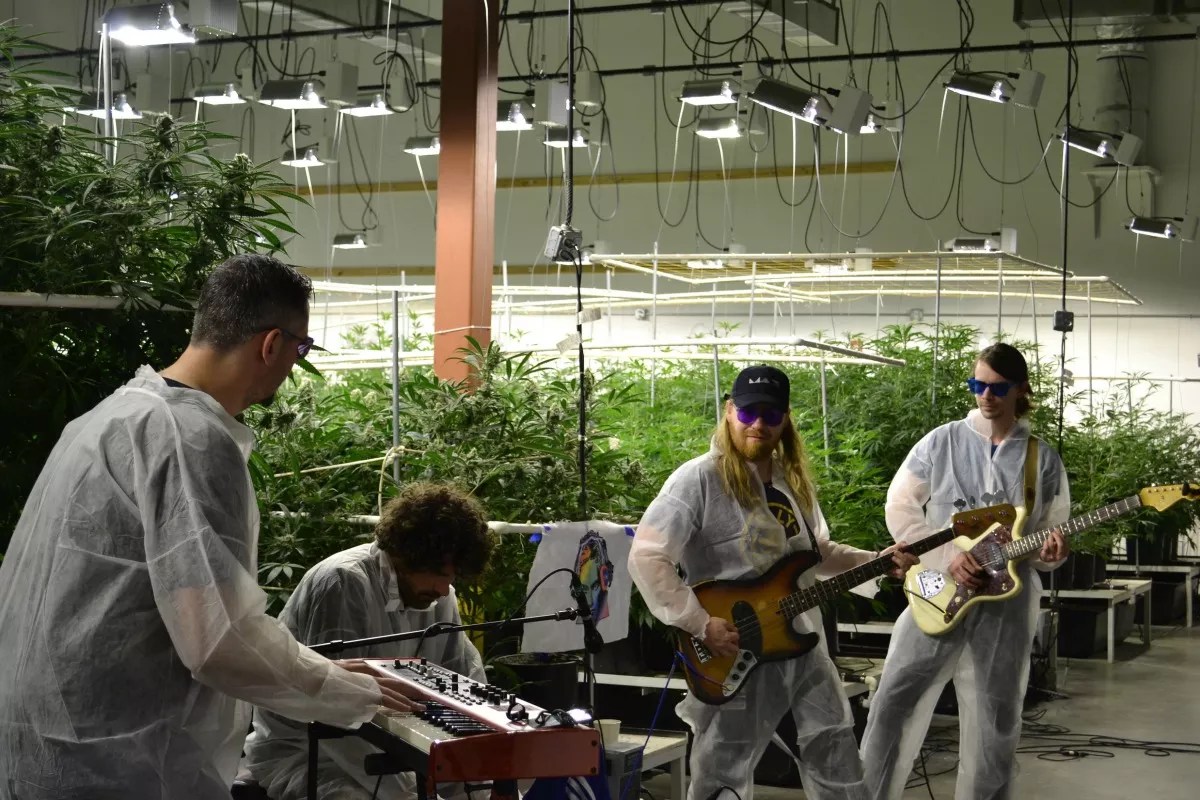 Lighthouse Cannabis Project Filming Live Performances at Marijuana Grow