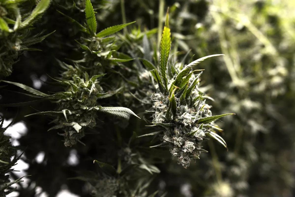 Wurk Helps Marijuana Companies Comply With the IRS and Other Agencies