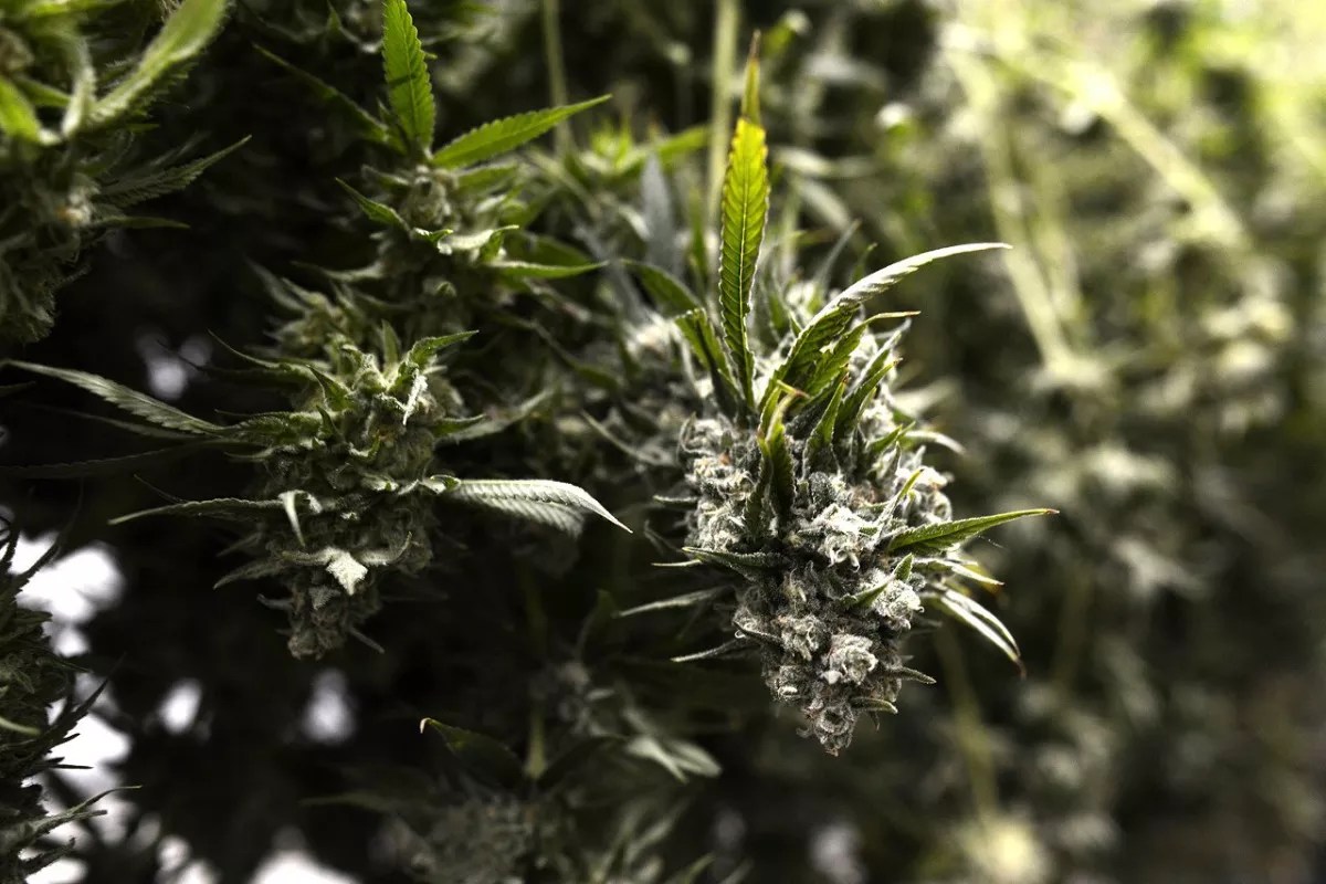 Wurk Helps Marijuana Companies Comply With the IRS and Other Agencies